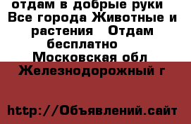 отдам в добрые руки - Все города Животные и растения » Отдам бесплатно   . Московская обл.,Железнодорожный г.